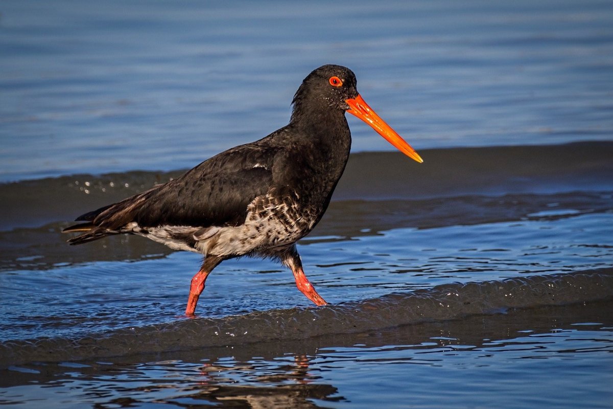 Канарский черный Кулик