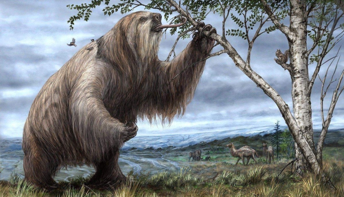 Ленивец МЕГАТЕРИЙ