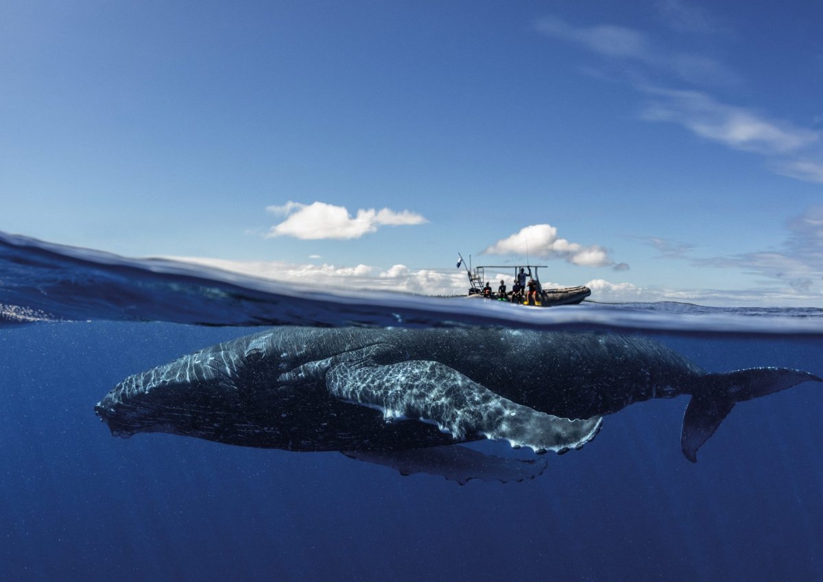 Самой большой кит