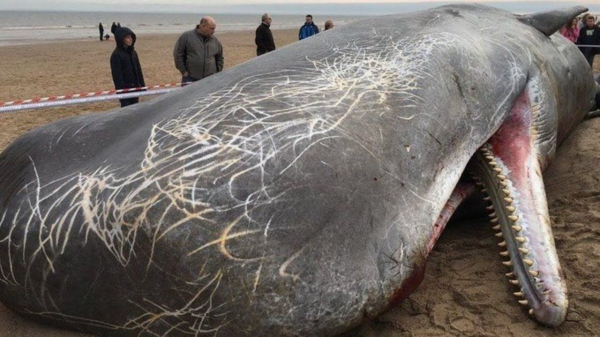 Самое огромное существо