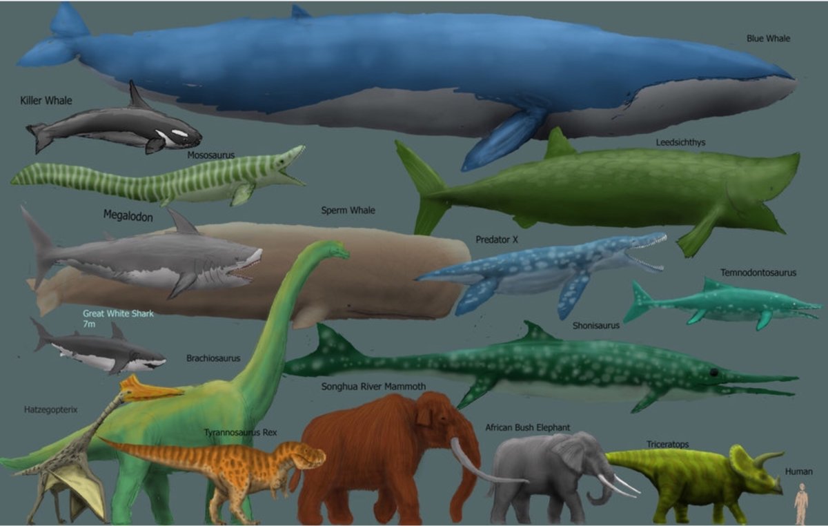МЕГАЛОДОН против Левиафана Мелвилла