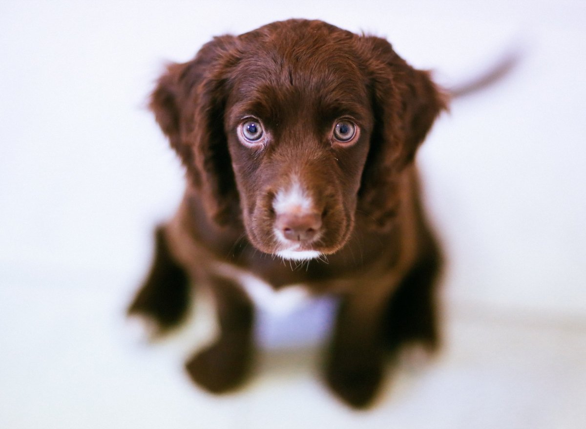Коричневый щенок