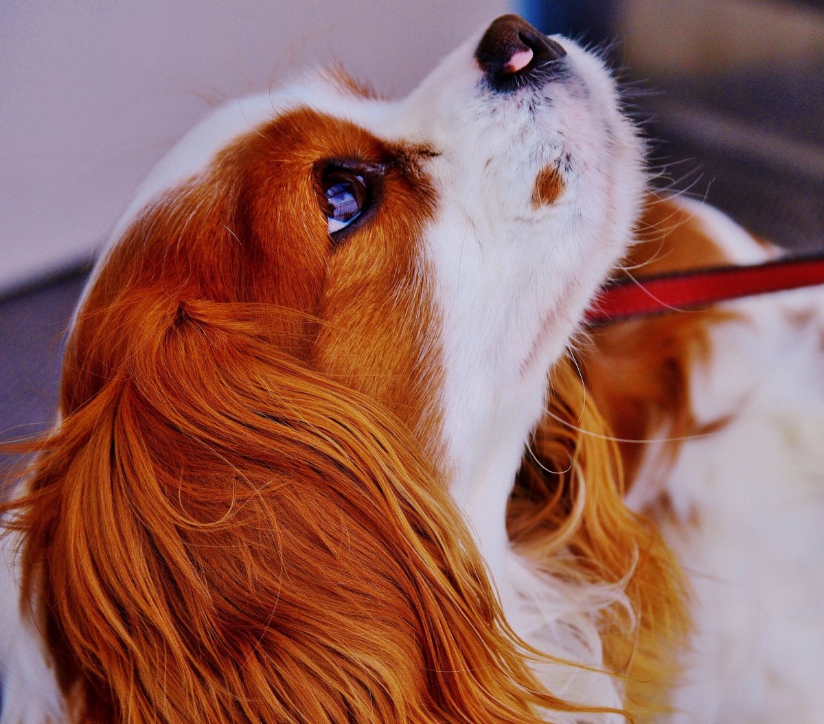 Кавалер Кинг Чарльз спаниель коричневый