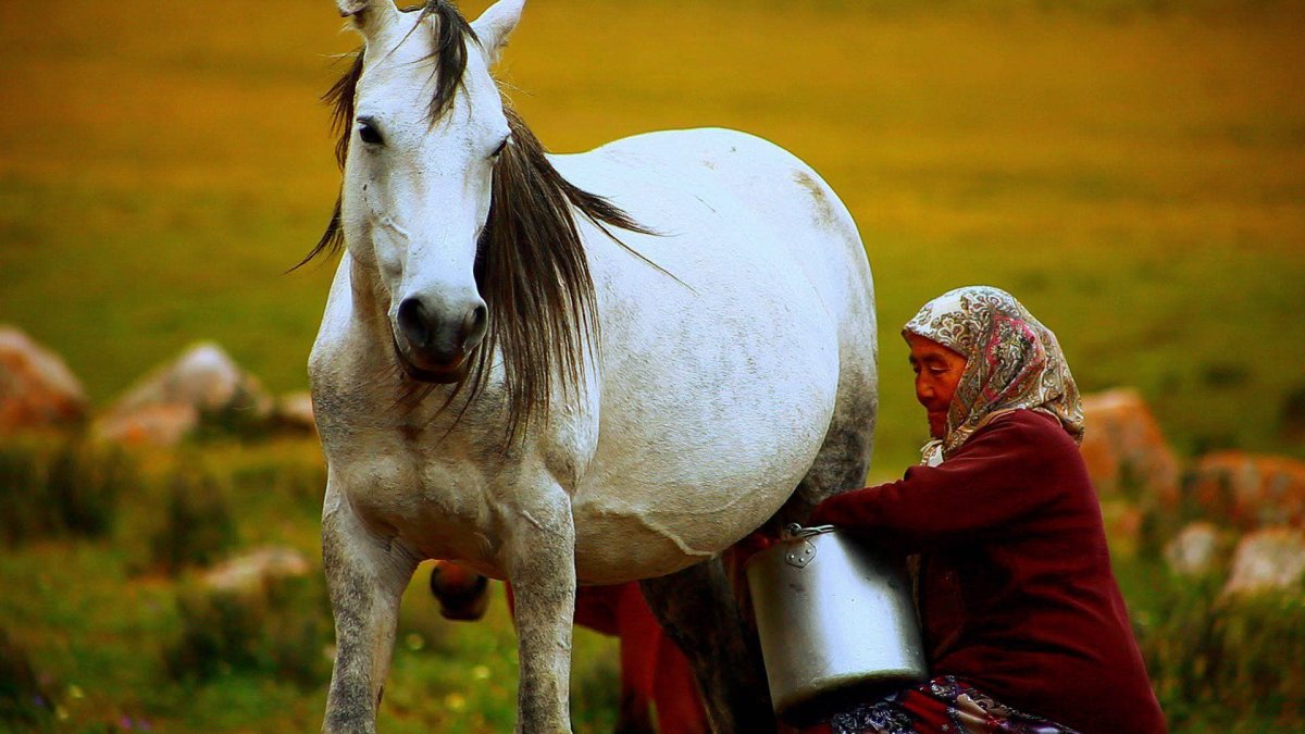 Животные кыргызстана