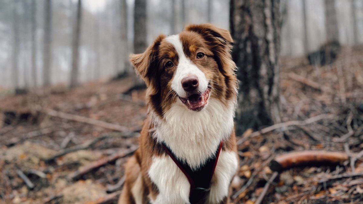 Бело коричневые животные