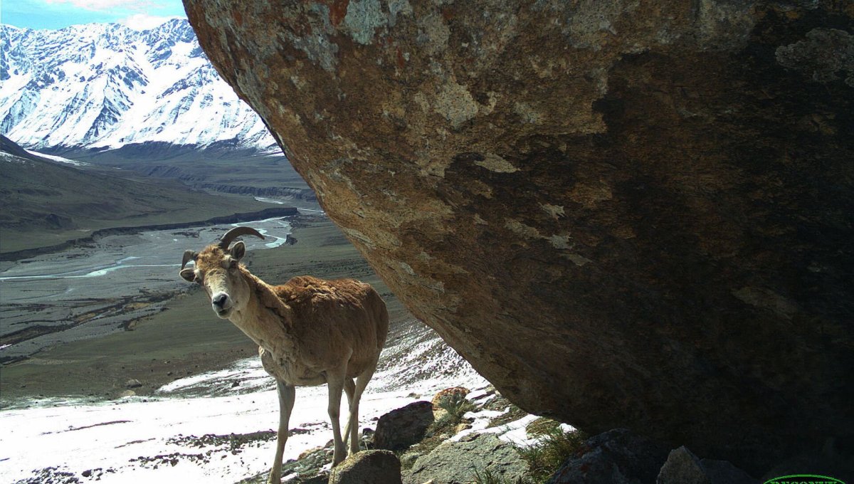 Иссык Кульский заповедник