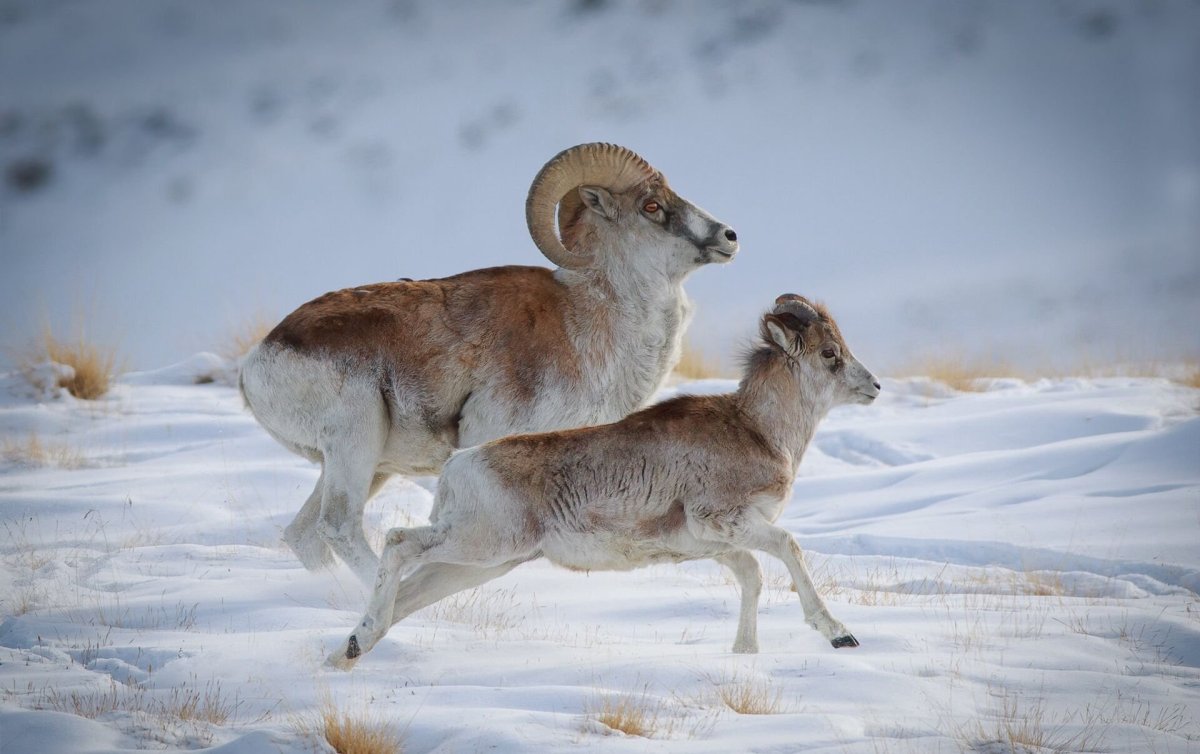 Архар олень Киргизия