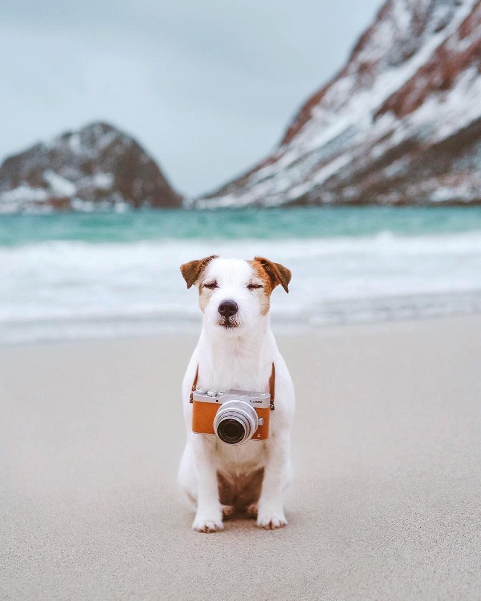 Рассел терьер Джек Рассел