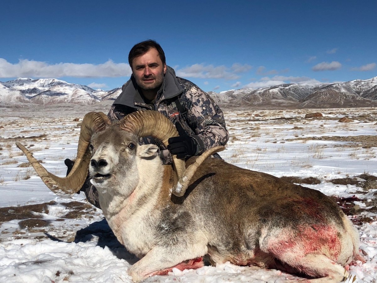 Баран аргали Хьюм Киргизия