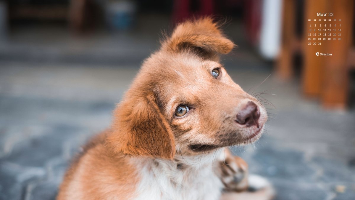 Женственная собака