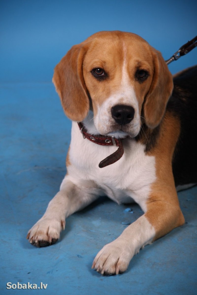 Бигль порода собаки Бигль