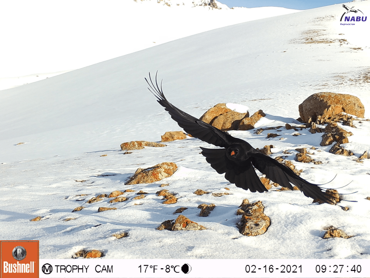 НАБУ Кыргызстан