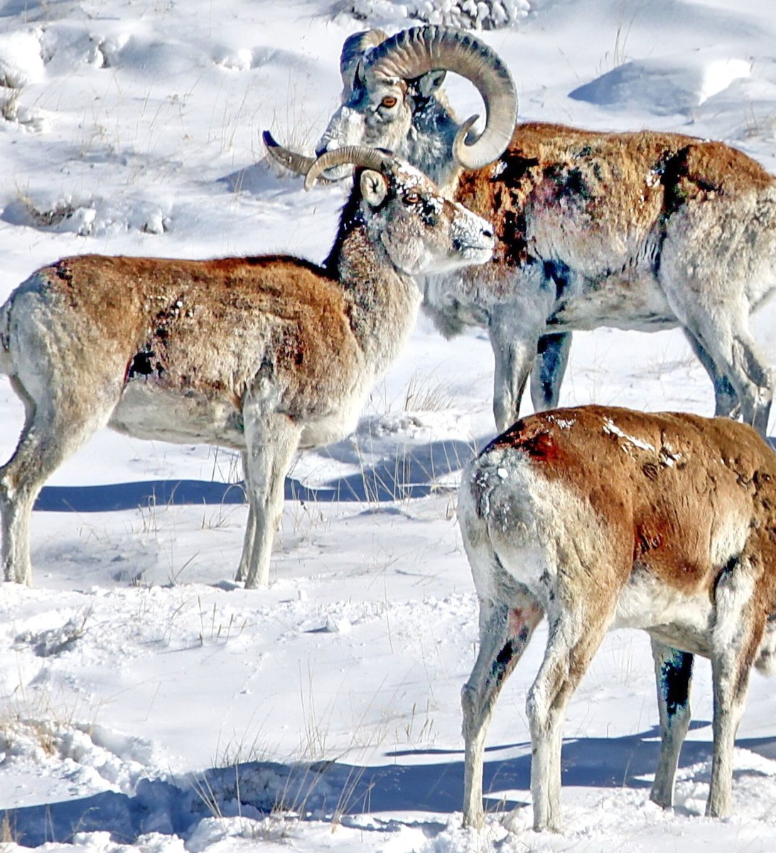Архар Марко поло Киргизия