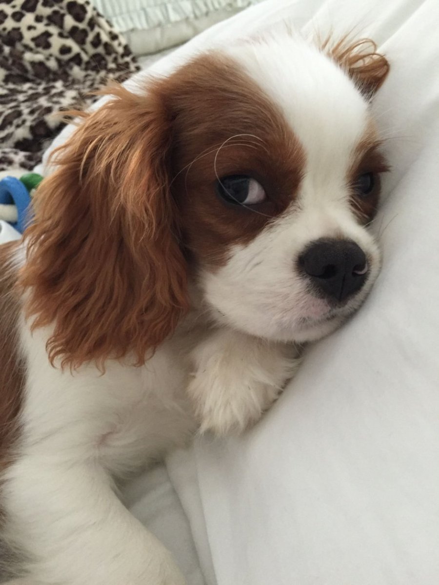 Кавалер Кинг Чарльз спаниель