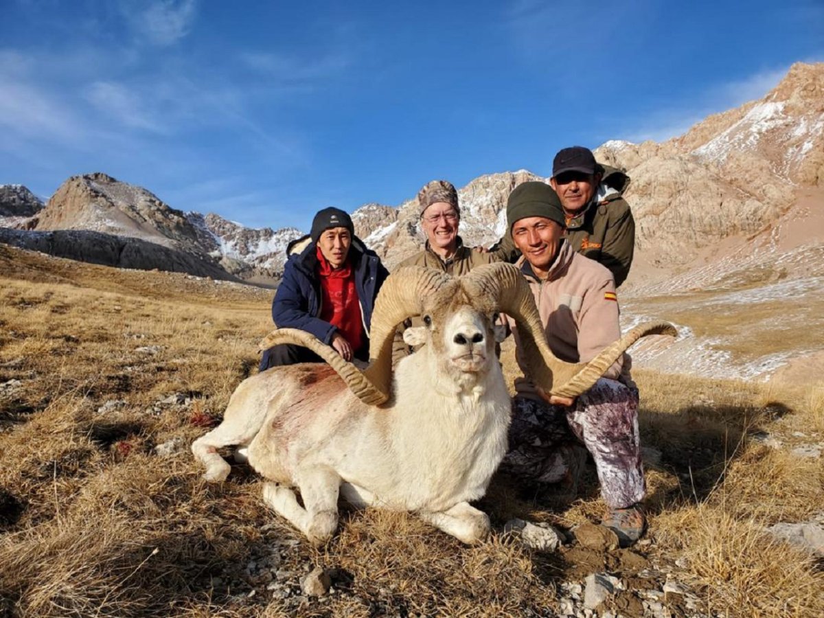 Архар Марко поло Киргизия