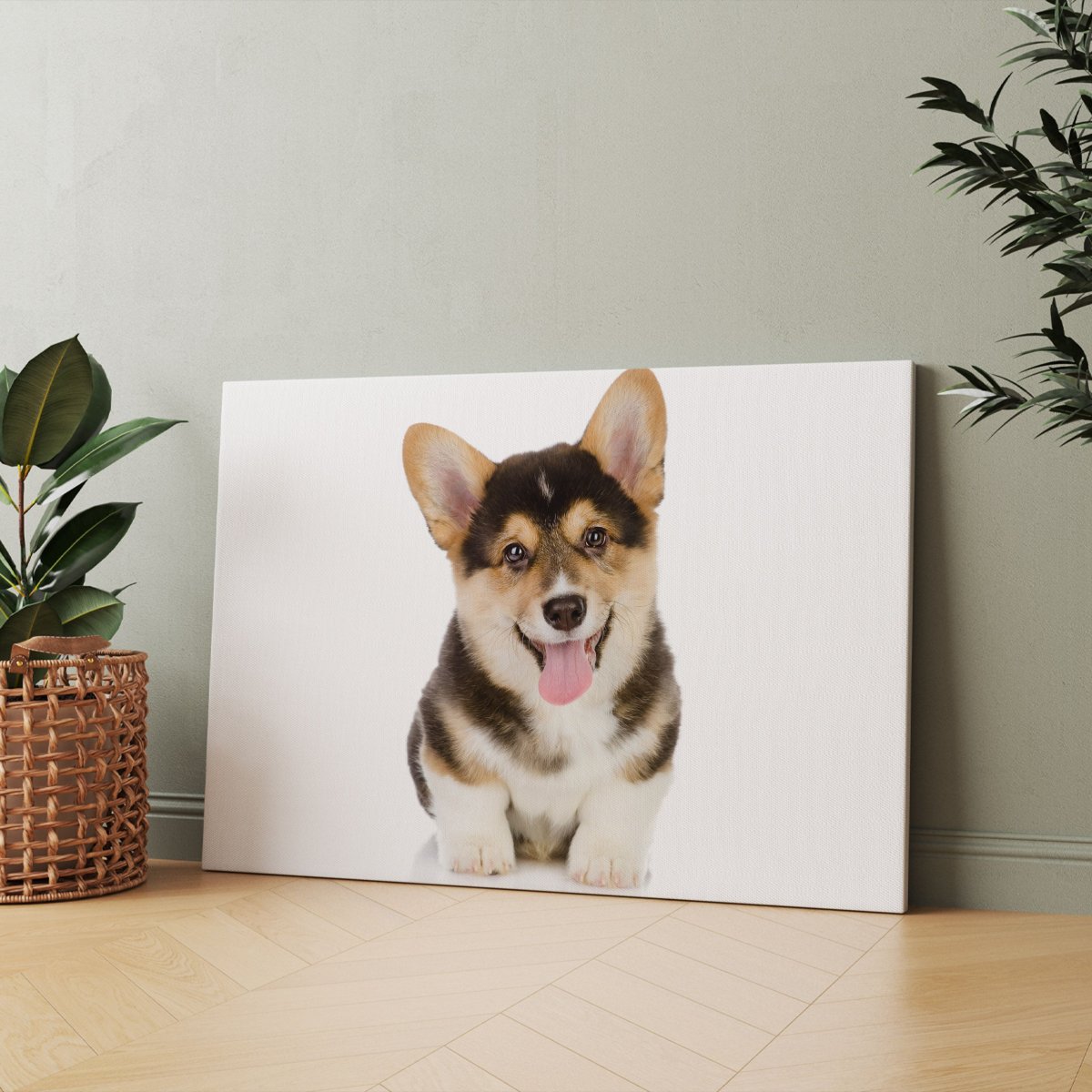 Корги пемброк щенок