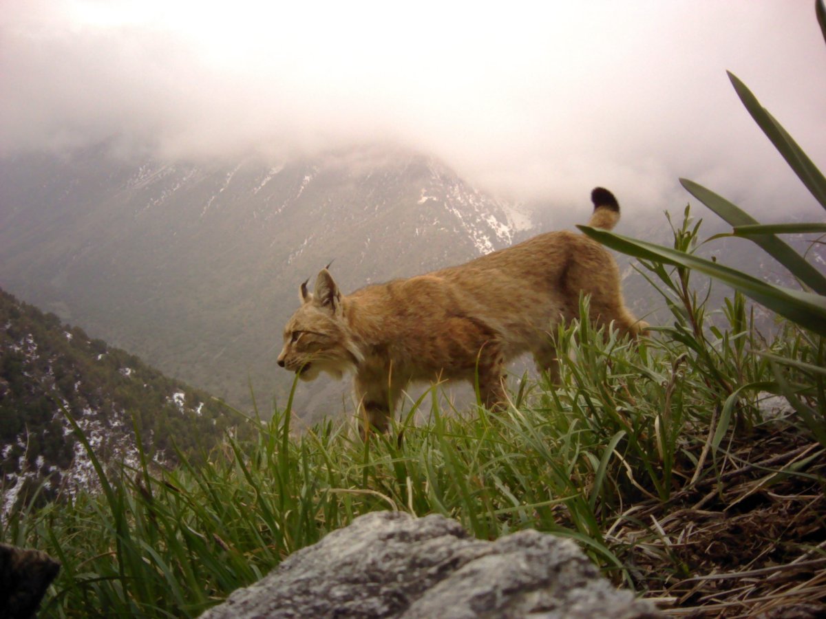 Обитатели природного парка Ергаки
