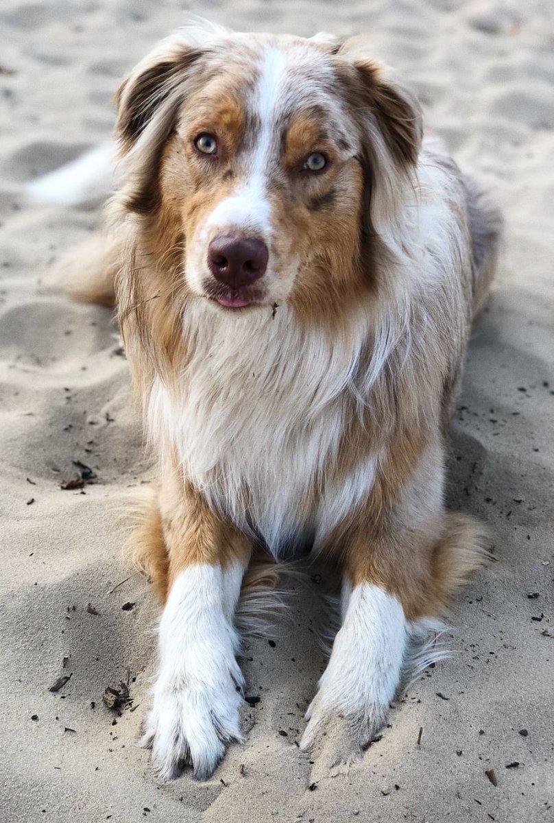 Бело коричневая собака порода