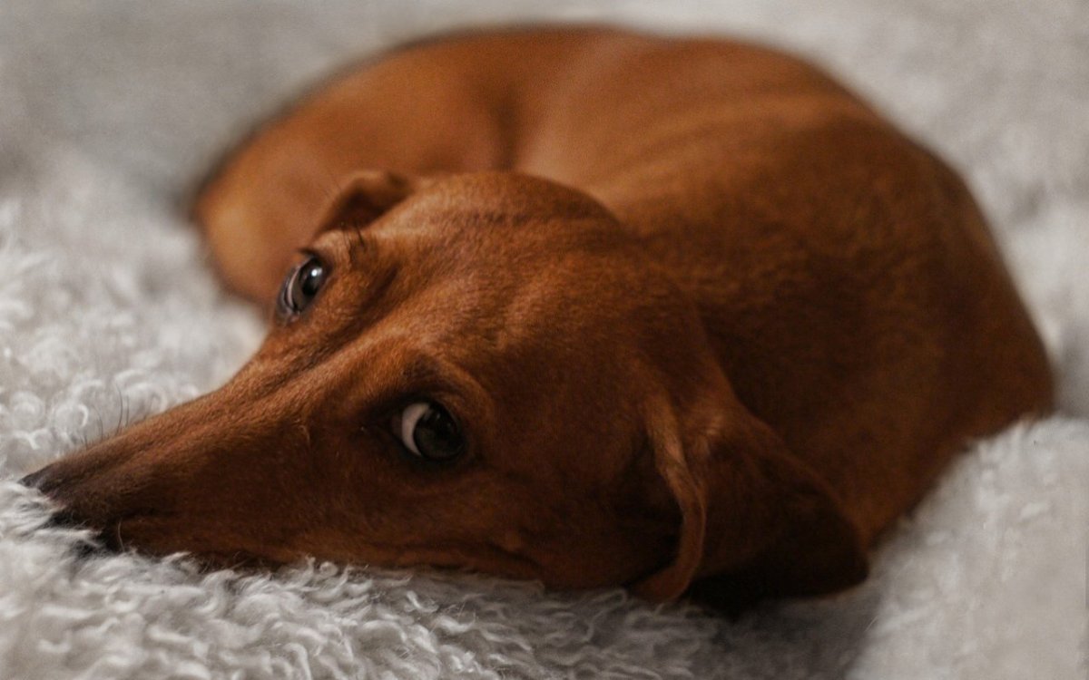 Такса Лисья порода