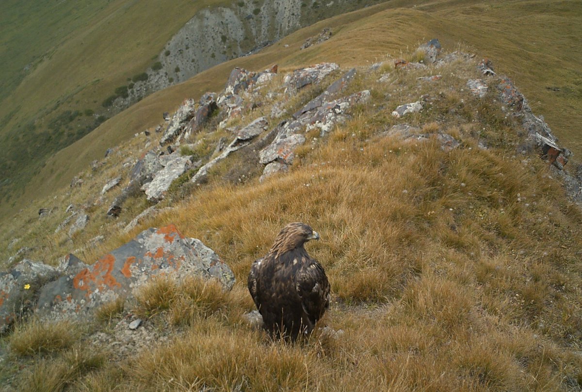 Сарычат Эрташский заповедник Флора
