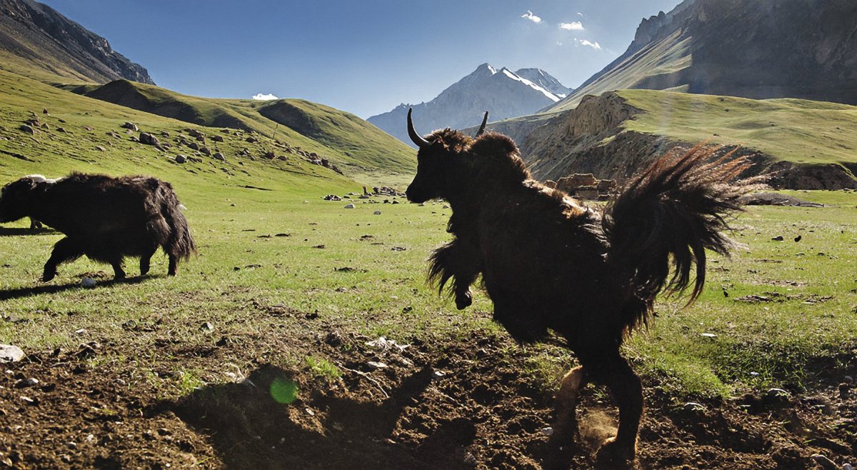 Животные в центральной Тянь Шань