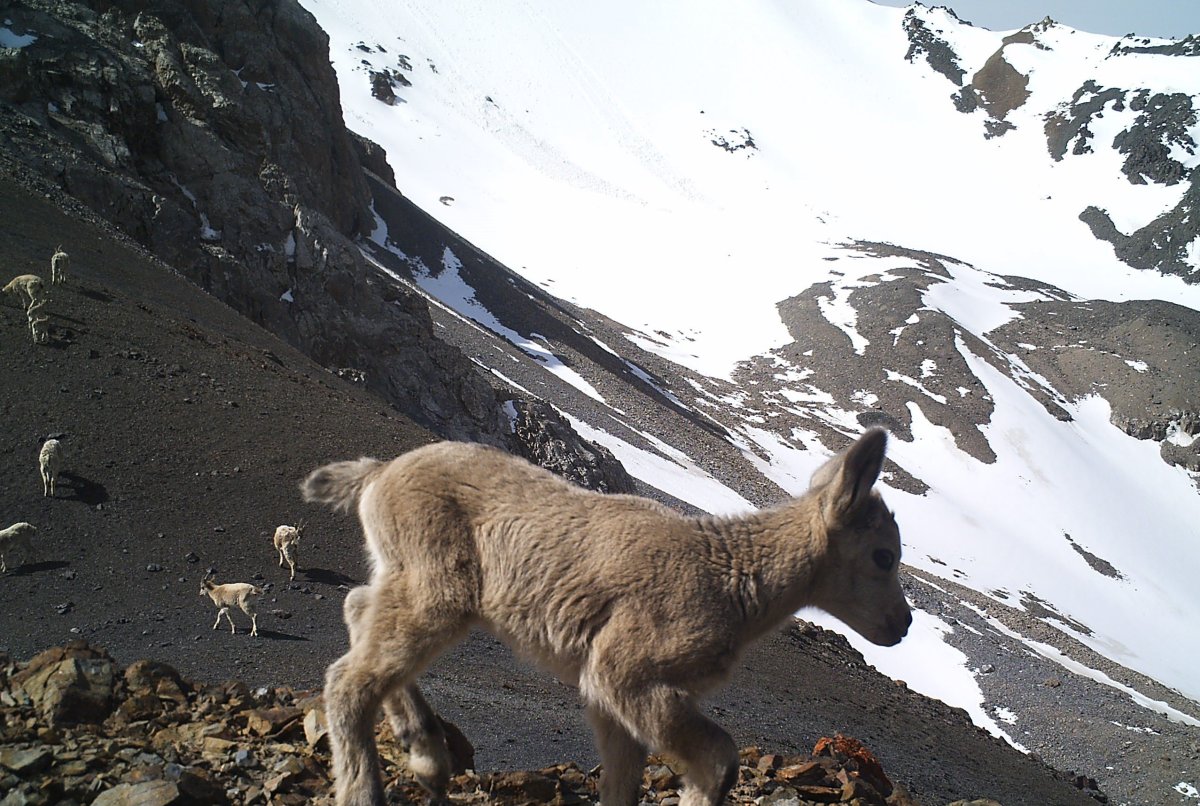 Тянь-шаньский горный баран