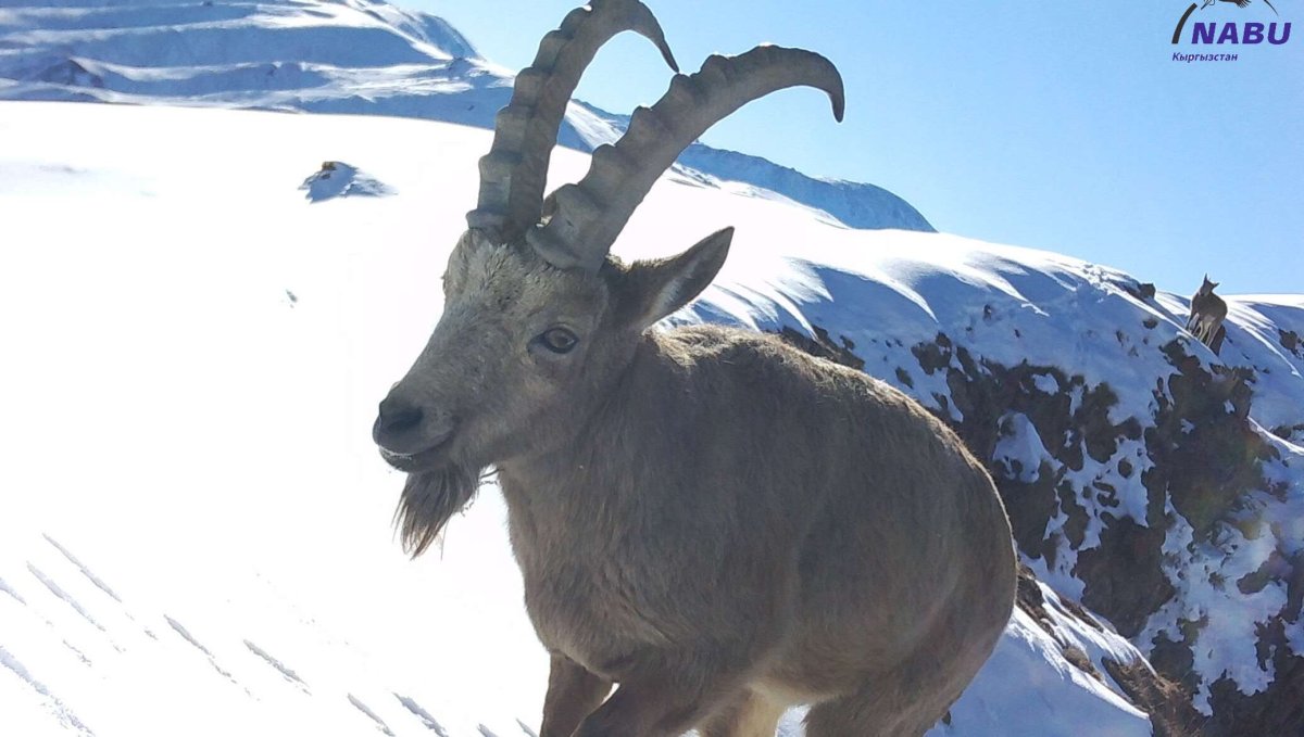 Нарынский заповедник животные