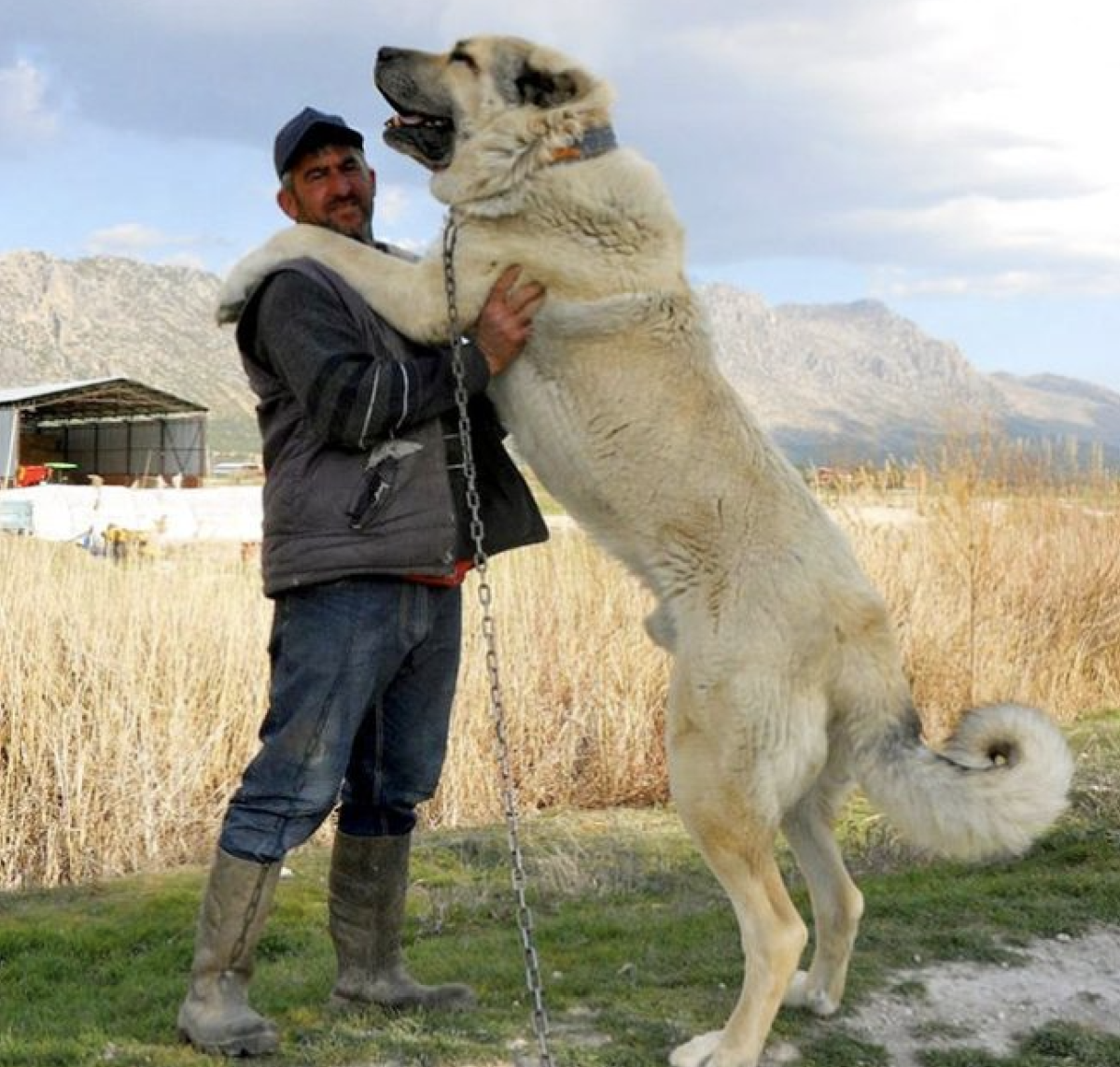 Турецкий волкодав кангал