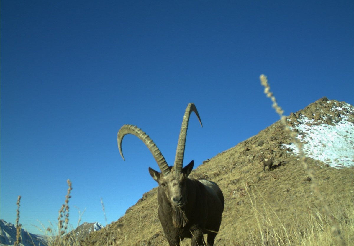 Редкие животные Кыргызстан