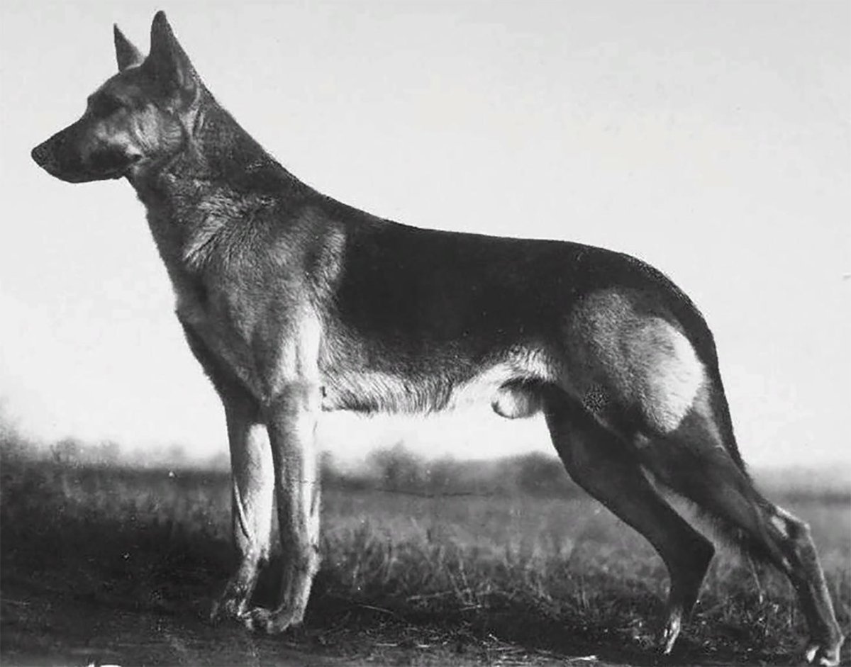 Первая немецкая овчарка Грайф