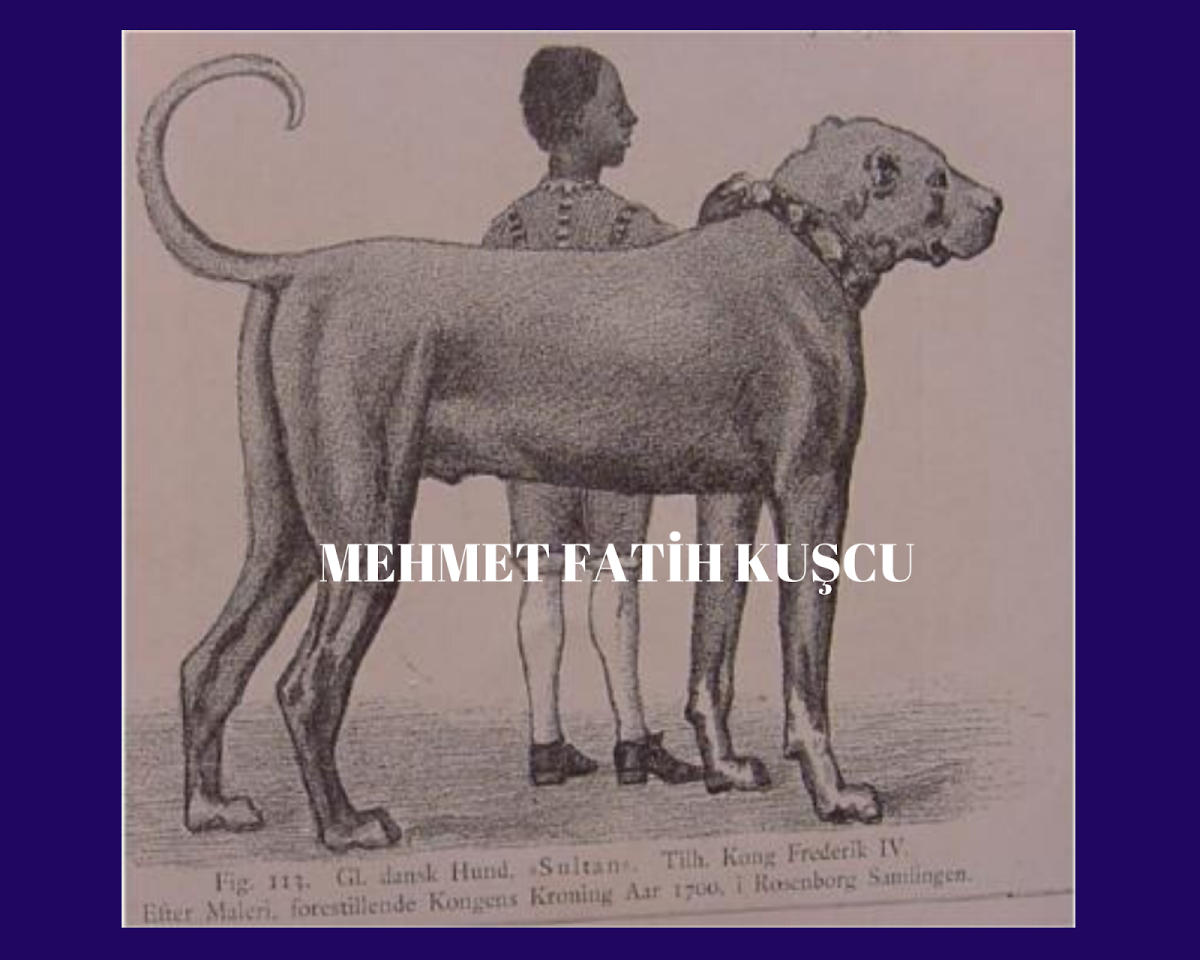 Булленбейсер собака