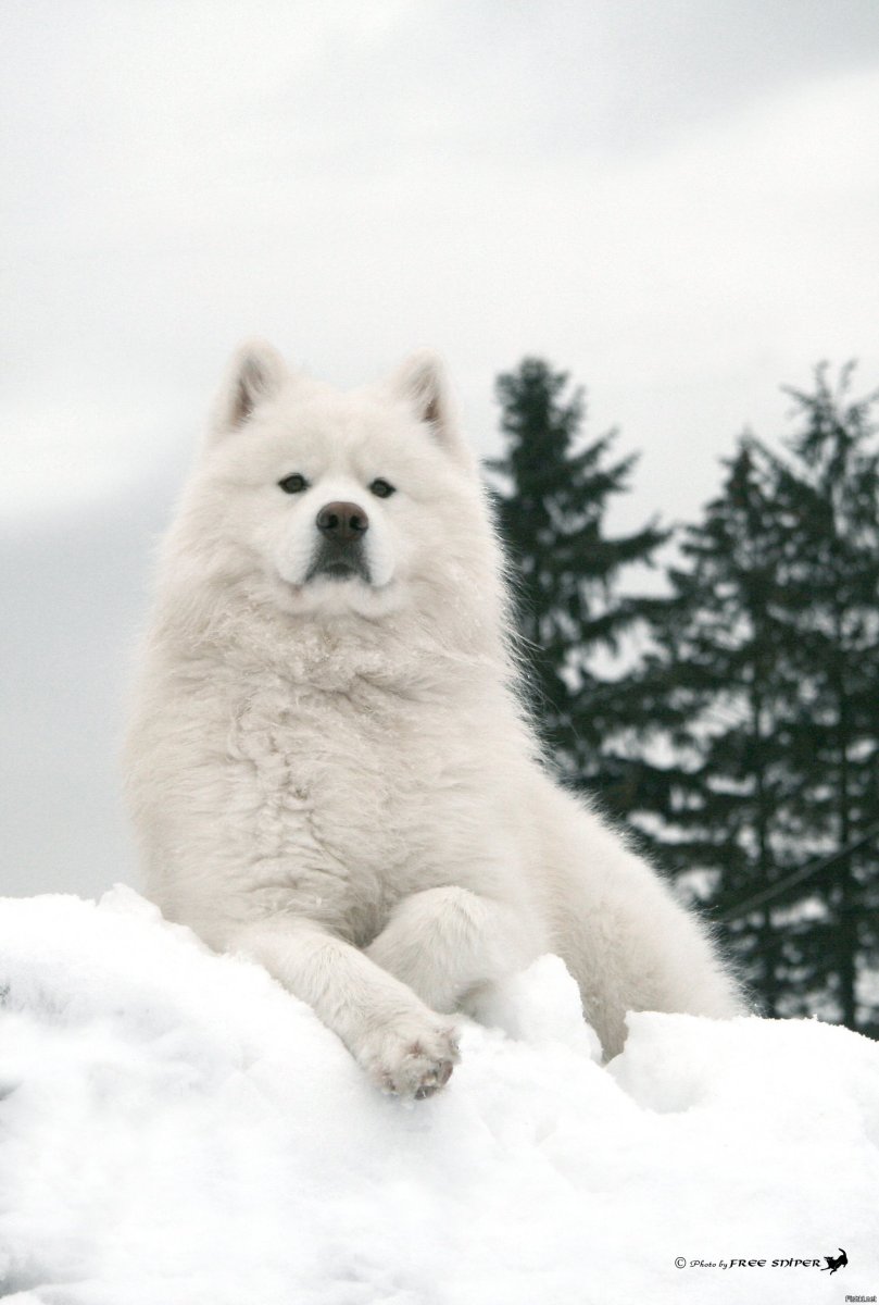 Самые древние породы собак