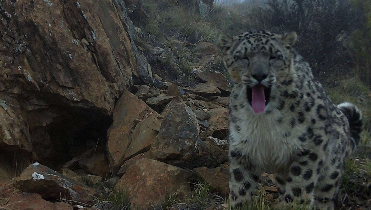 Барс в горах