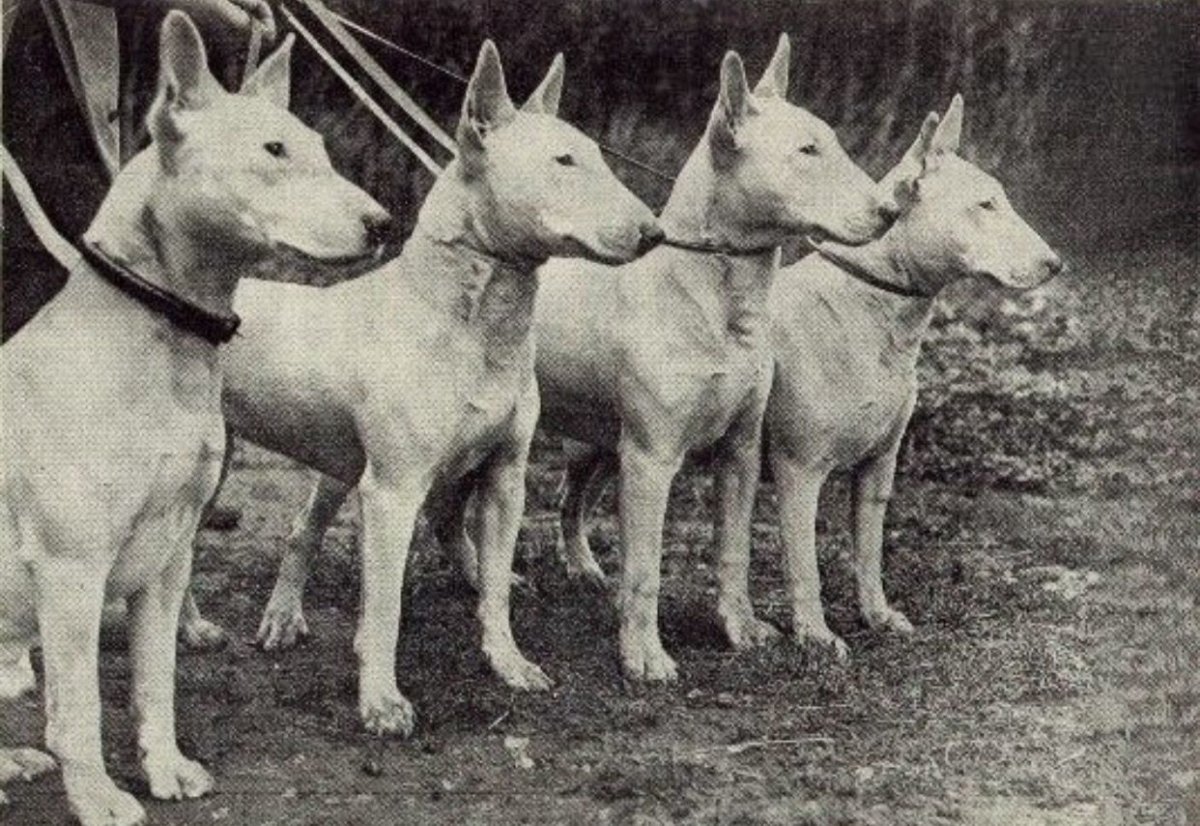 Старотипный бультерьер