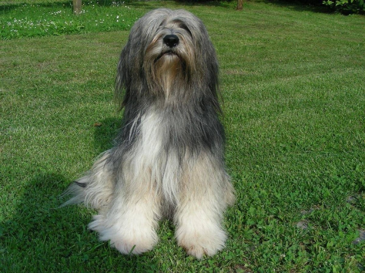 Тибетский терьер волкодав
