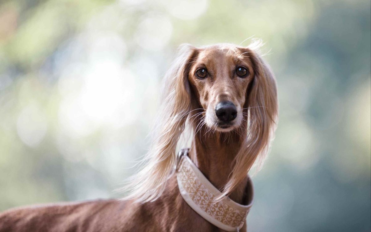 Борзая салюки