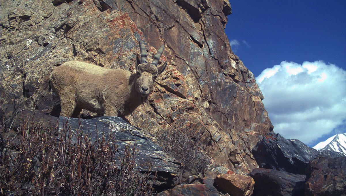 Заповедник Иссык Кульский Киргизия