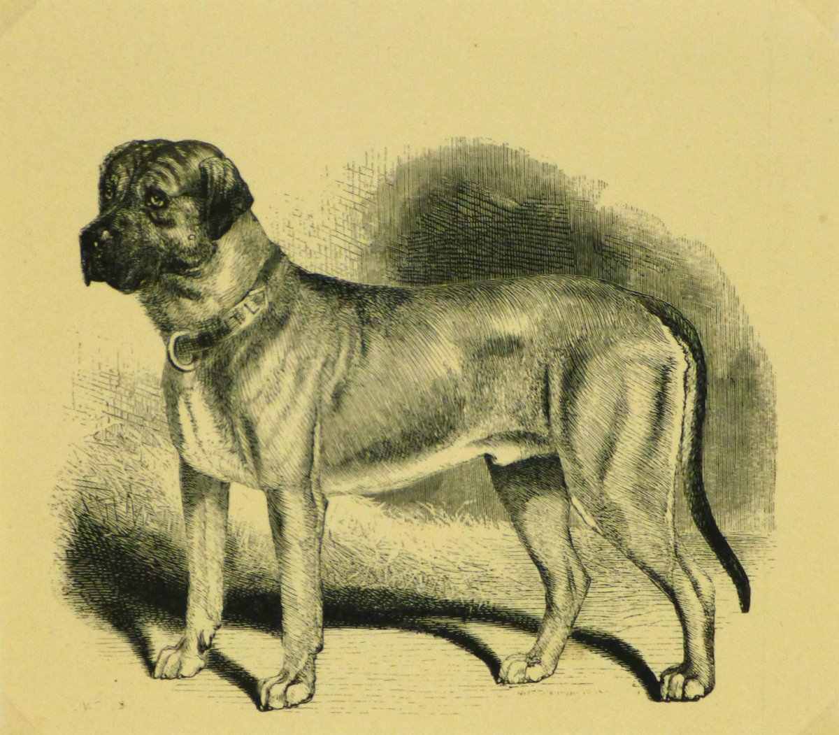 Молоссы (собаки)