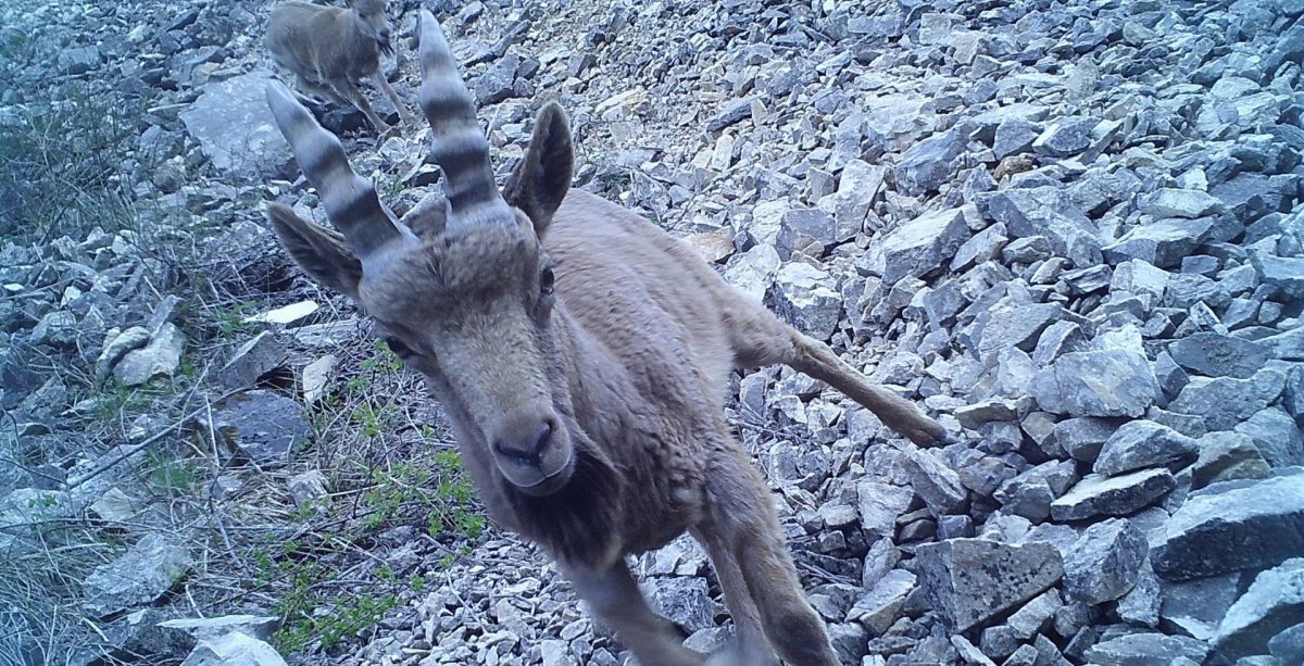 Дикие животные Кыргызстана