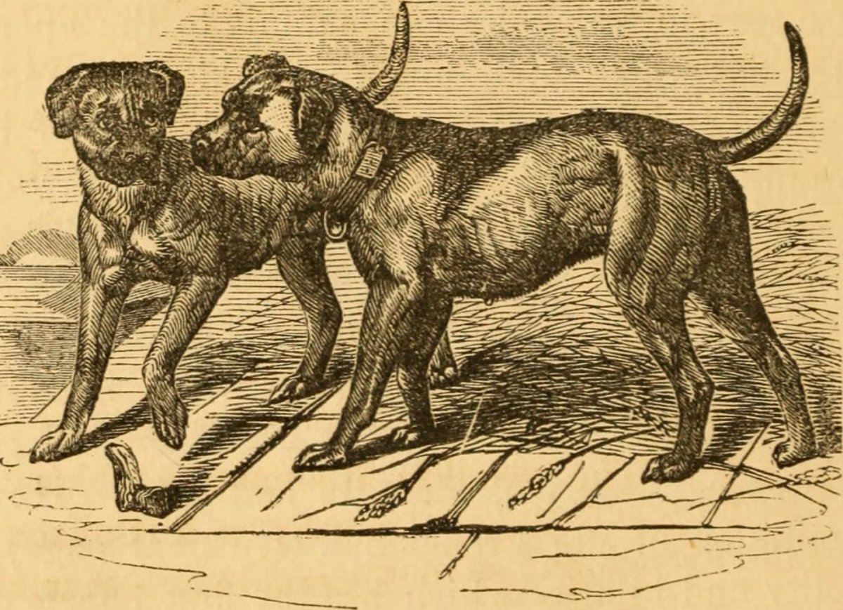 Древние домашние собаки