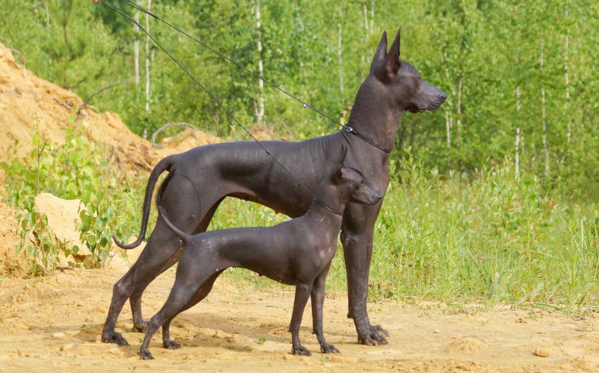 Мексиканская ксолоитцкуинтли