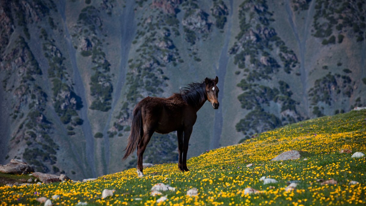 Киргизия горы Долина Арашан