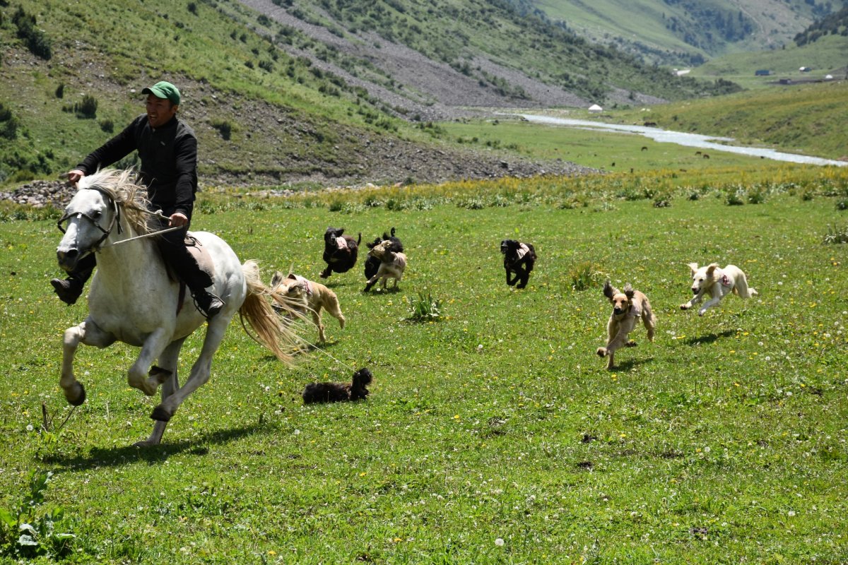 Экспозиция птиц в Тайгане