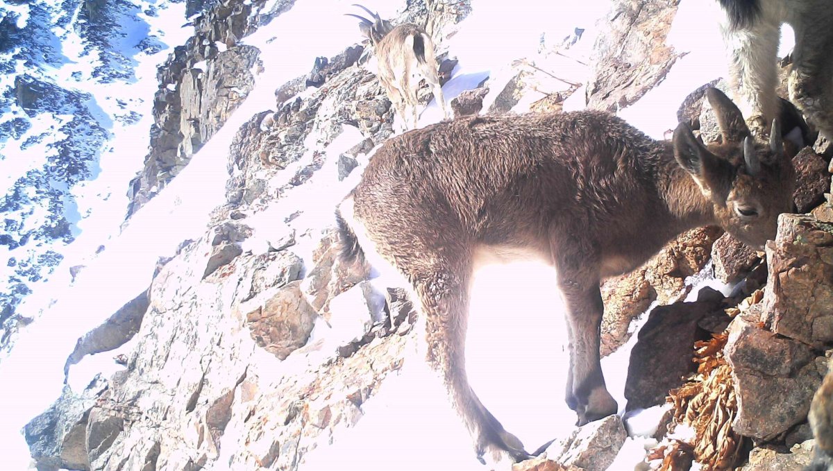 Редкие животные Кыргызстан