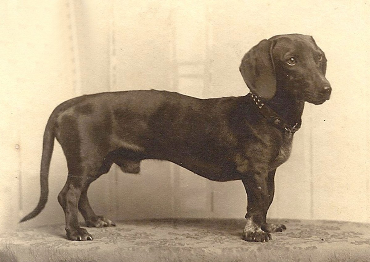 Породы собак 100 лет назад и сейчас такса