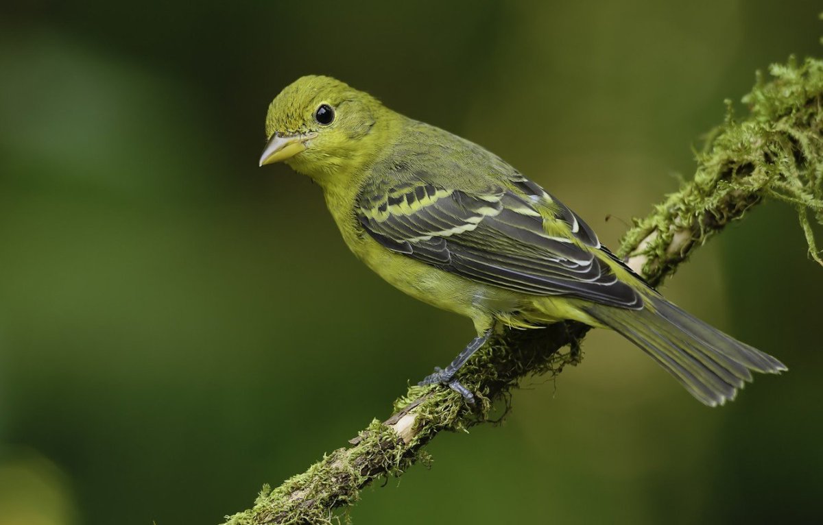 Зелёные зеленушки💚