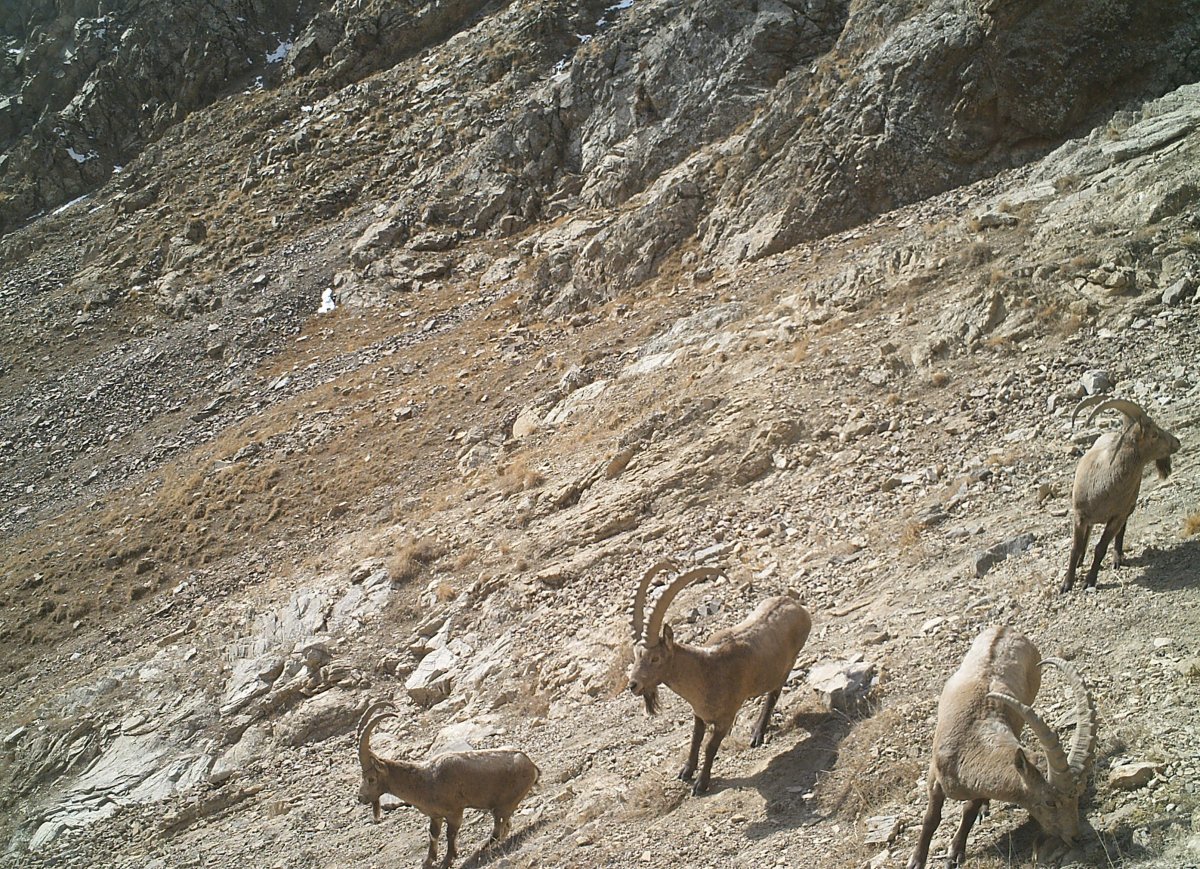 Горный козел в Киргизии