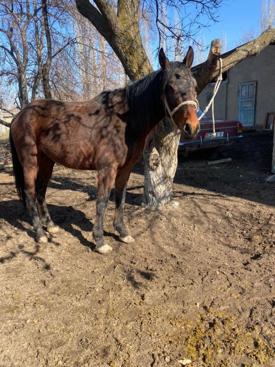 Кыргызстан звери фото