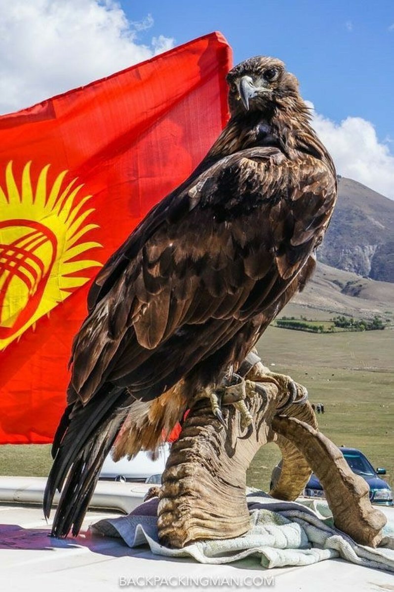 Беркут Кыргызстан