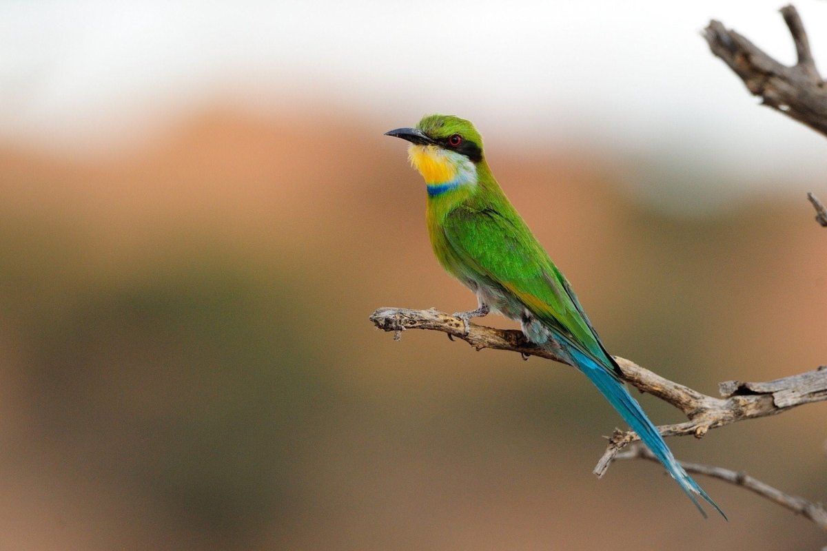 Птица с салатовым оперением